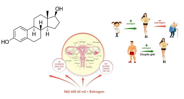 bổ sung estrogen từ sâu bên trong